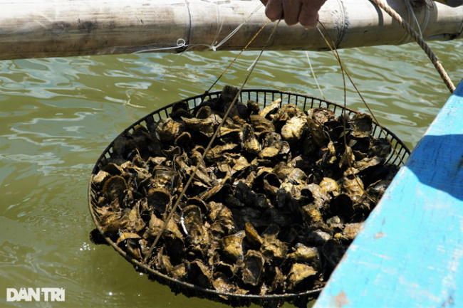 oyster farming model, farming seafood “miracle medicine” on… ropes, collecting tens of millions of dong per crop
