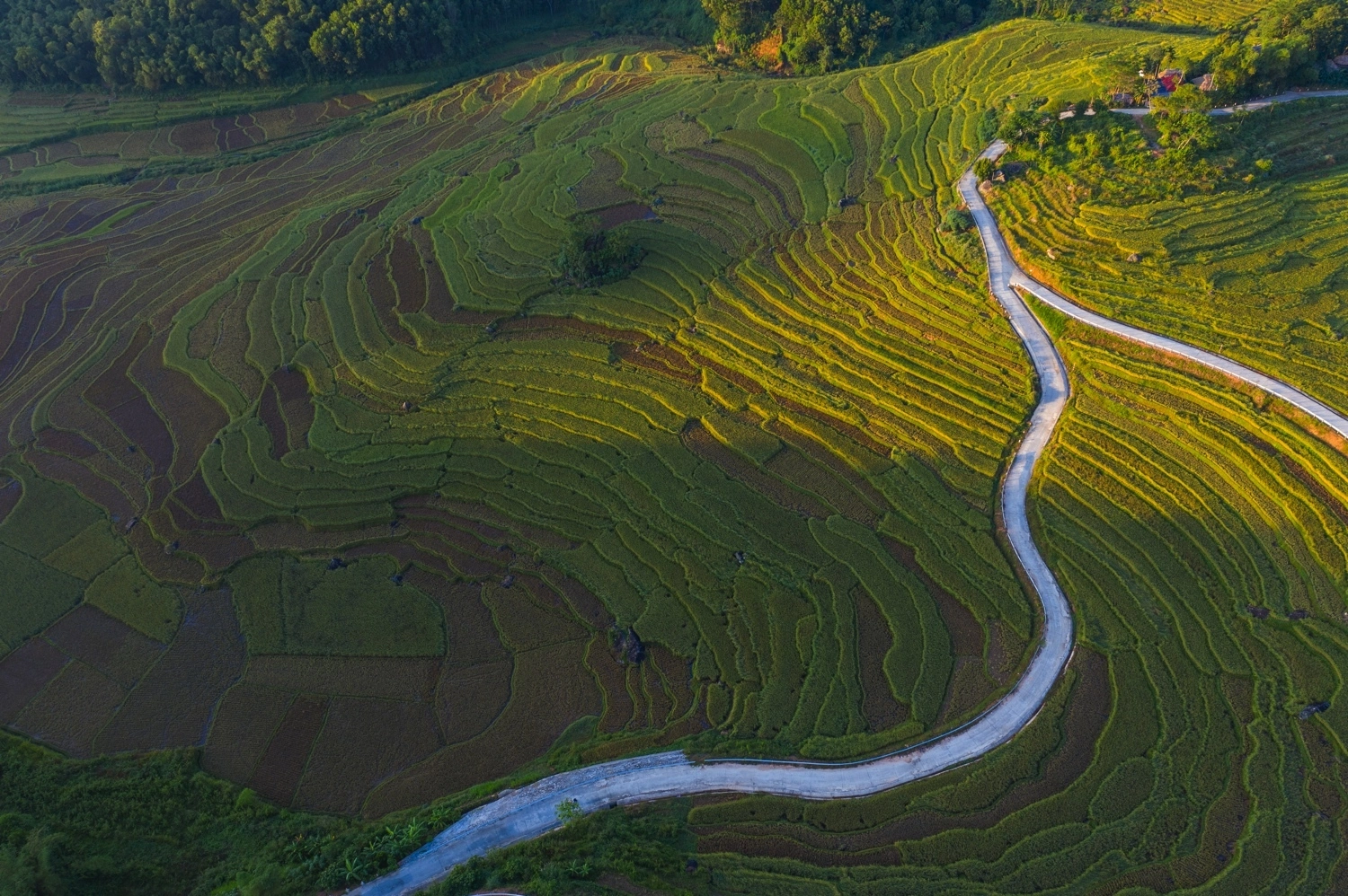 mùa lúa chín ở pù luông