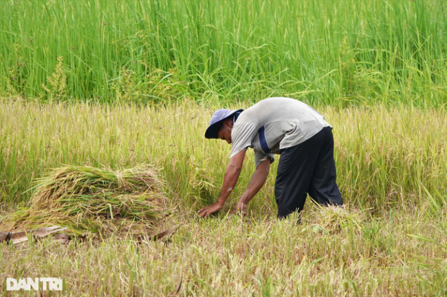 border, kien giang, rice harvest, how to harvest “unique” rice in the west