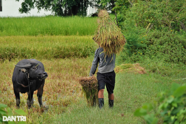 border, kien giang, rice harvest, how to harvest “unique” rice in the west