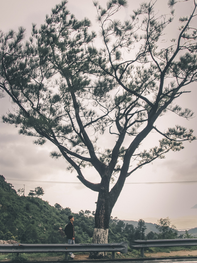 bac hoa hiep ward, boat rock, da nang city, hai van pass, lien chieu district, pine tree, welcoming dawn at the boat rock on hai van pass