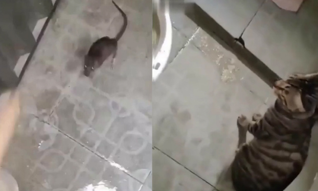 Mèo mặc kệ chủ 'vật lộn' với chuột