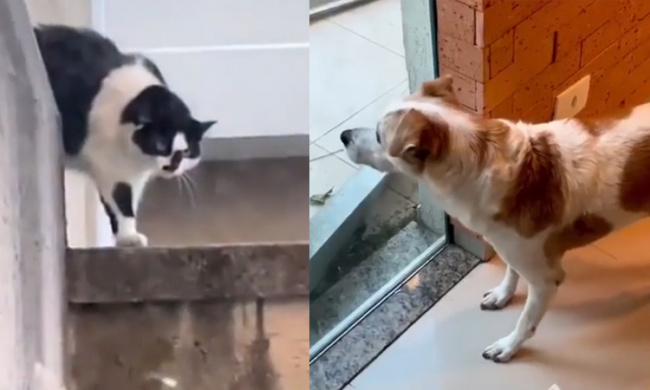 Cún run rẩy khi thấy mèo hàng xóm