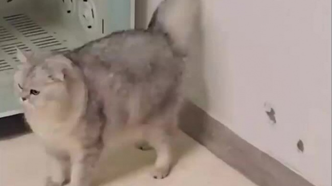Mèo lực sĩ làm thủng tường sau một cú đá