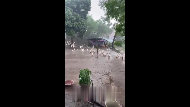 Đàn vịt bất động dưới trời mưa