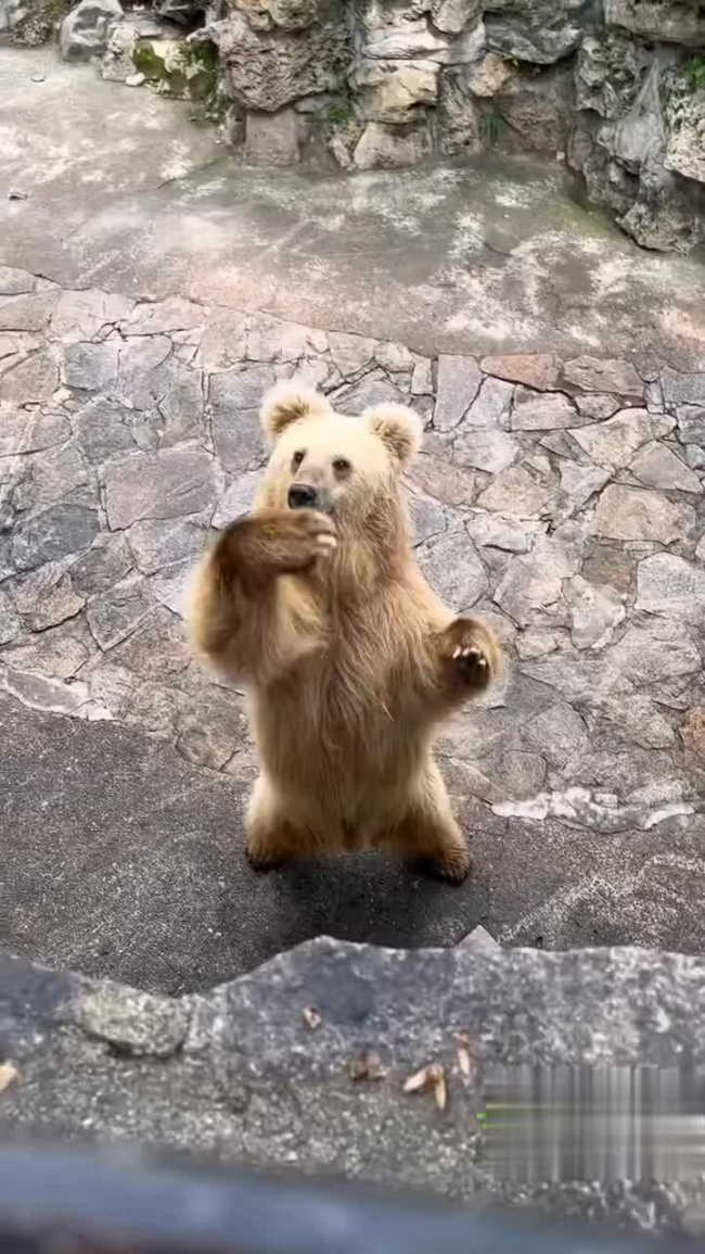 Gấu vẫy tay du khách cho đồ ăn