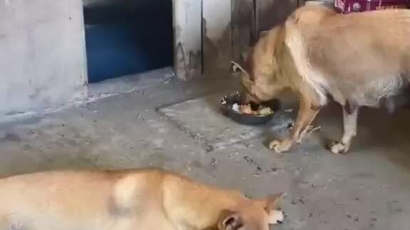 Cún mẹ chia sẻ phần ăn cho nhau