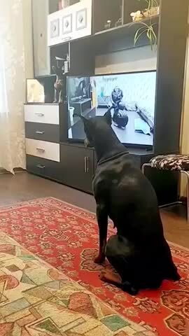 Chó cưng tập thể dục theo hướng dẫn trên tivi
