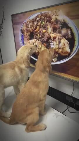 Chó cưng thi nhau ăn đồ trên tivi