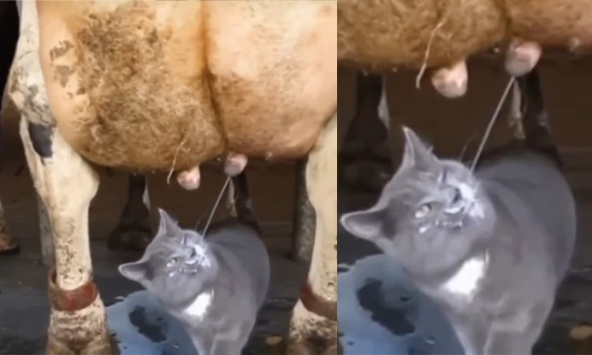 Mèo tận hưởng uống sữa bò miễn phí