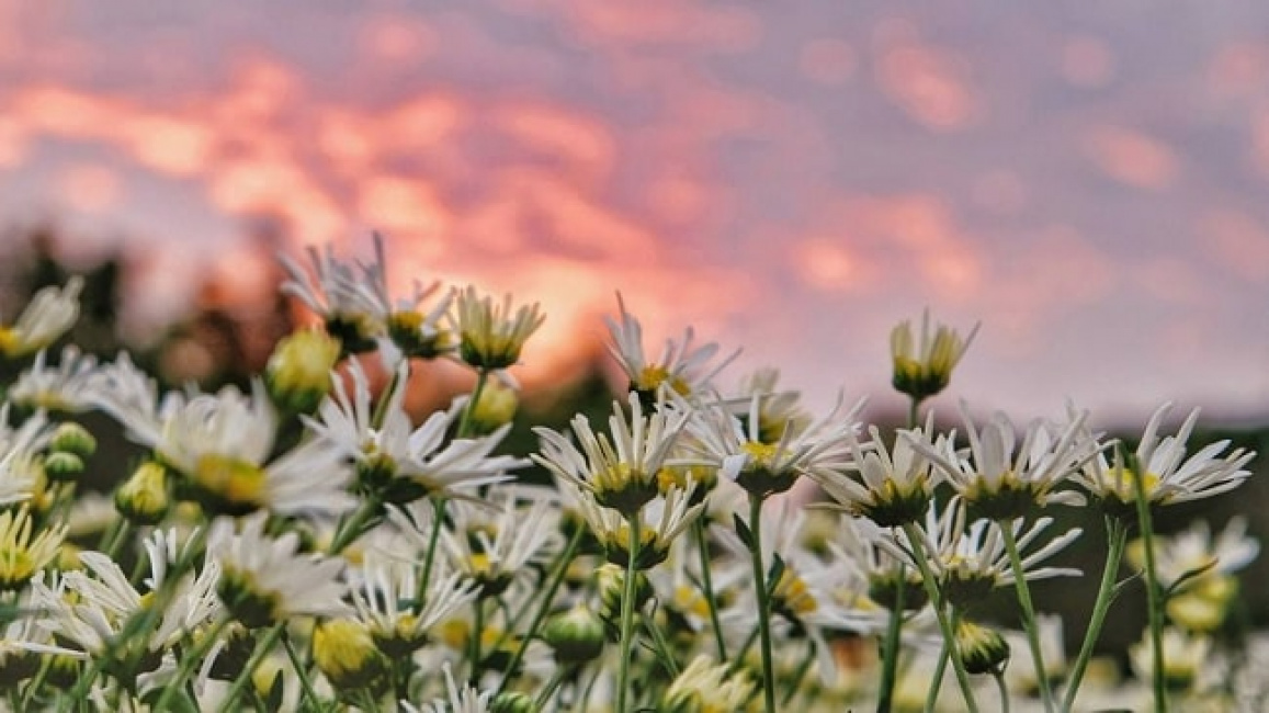 top 99+ hình ảnh mùa xuân đẹp, thơ mộng tràn đầy sức sống