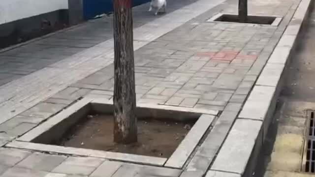 Cún cưng nhảy chân sáo trên đường