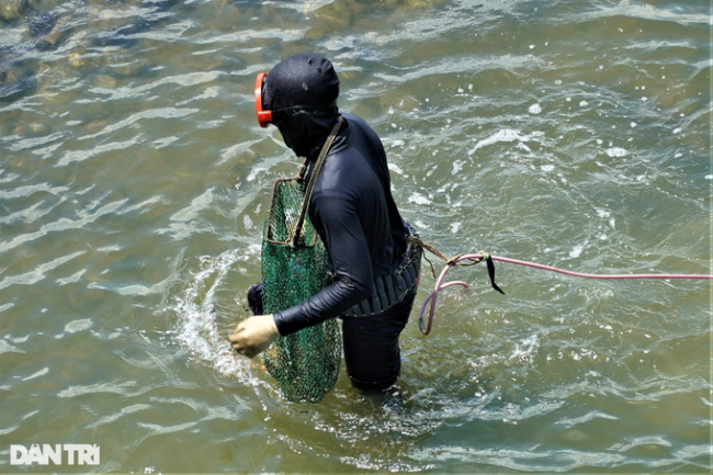 ha tinh, lobster farming, hunting food for lobsters, earning millions every day