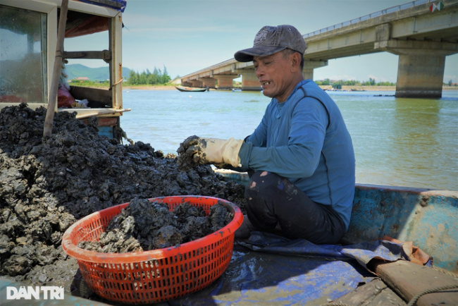 ha tinh, lobster farming, hunting food for lobsters, earning millions every day