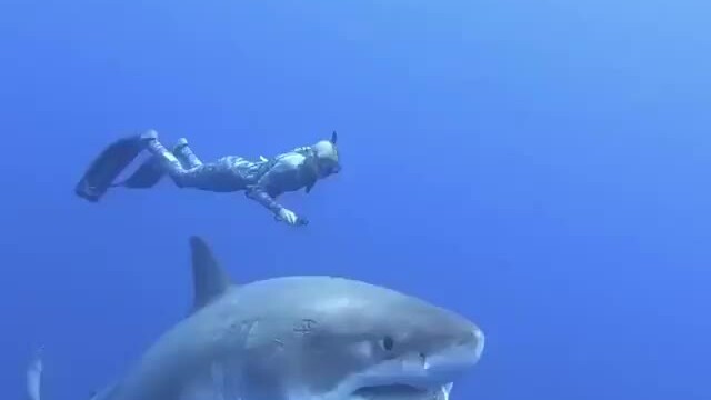 Người đẹp bơi cùng cá mập trắng khủng