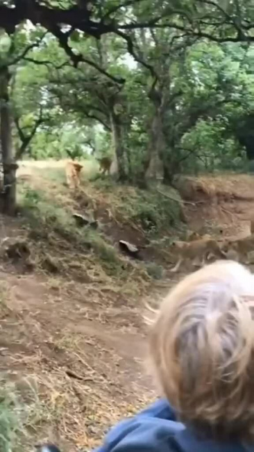 Lửng mật đối đầu với đàn sư tử