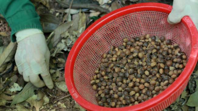 chestnut, collect chestnuts, hai duong, style of life, season in the forest to collect chestnuts