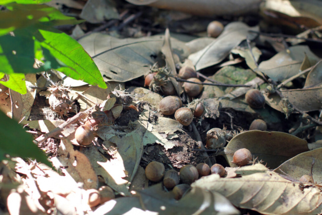 chestnut, collect chestnuts, hai duong, style of life, season in the forest to collect chestnuts