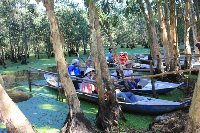 an giang, melaleuca forests, tinh bien district, tra su melaleuca forest, the idyllic beauty of tra su melaleuca forest