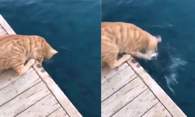 Mèo bắt cá siêu đỉnh