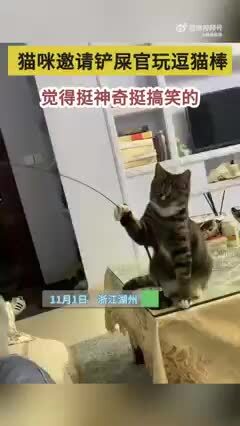 Mèo cưng dùng gậy đồ chơi đùa lại chủ