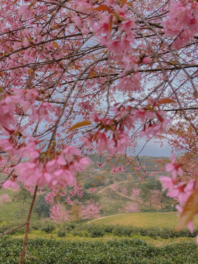 apricot blossoms, o quy ho, sapa tourism, tourists, travel to sapa this season to admire the beautiful cherry blossoms blooming like a fairy scene