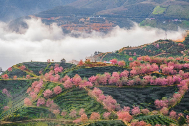 apricot blossoms, o quy ho, sapa tourism, tourists, travel to sapa this season to admire the beautiful cherry blossoms blooming like a fairy scene