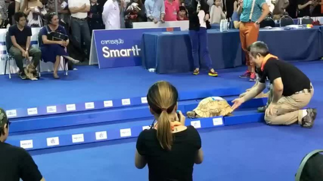 Cuộc đua giữa rùa và thỏ phiên bản thực