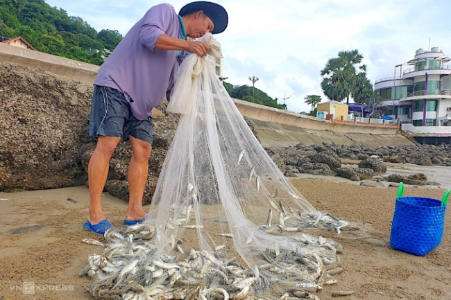 catching mullet vung tau, fish field, mullet season, throw stones to catch mullet, vung tau sea, vung tau people hunt mullet