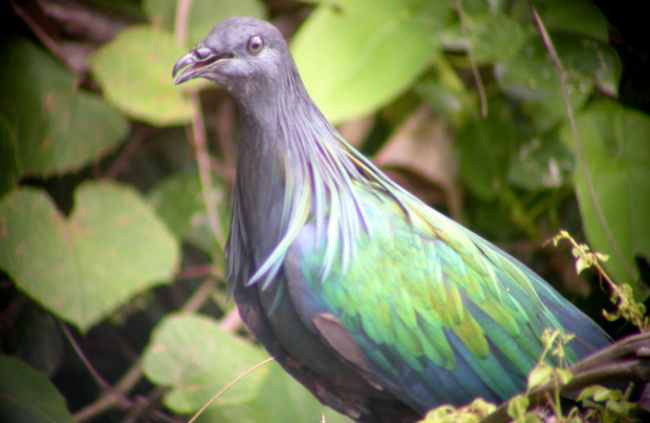 con dao national park, nicobar pigeon, rare pigeons in con dao, vulture pigeon, rare pigeons appear in con dao national park