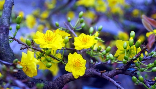 top 6 ý nghĩa và nguồn gốc của cây hoa mai