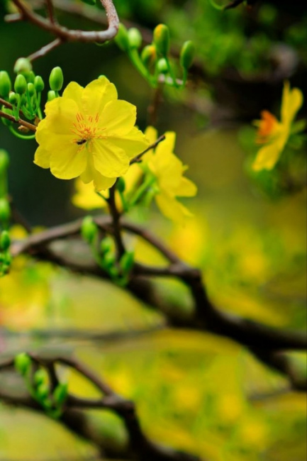 top 6 ý nghĩa và nguồn gốc của cây hoa mai
