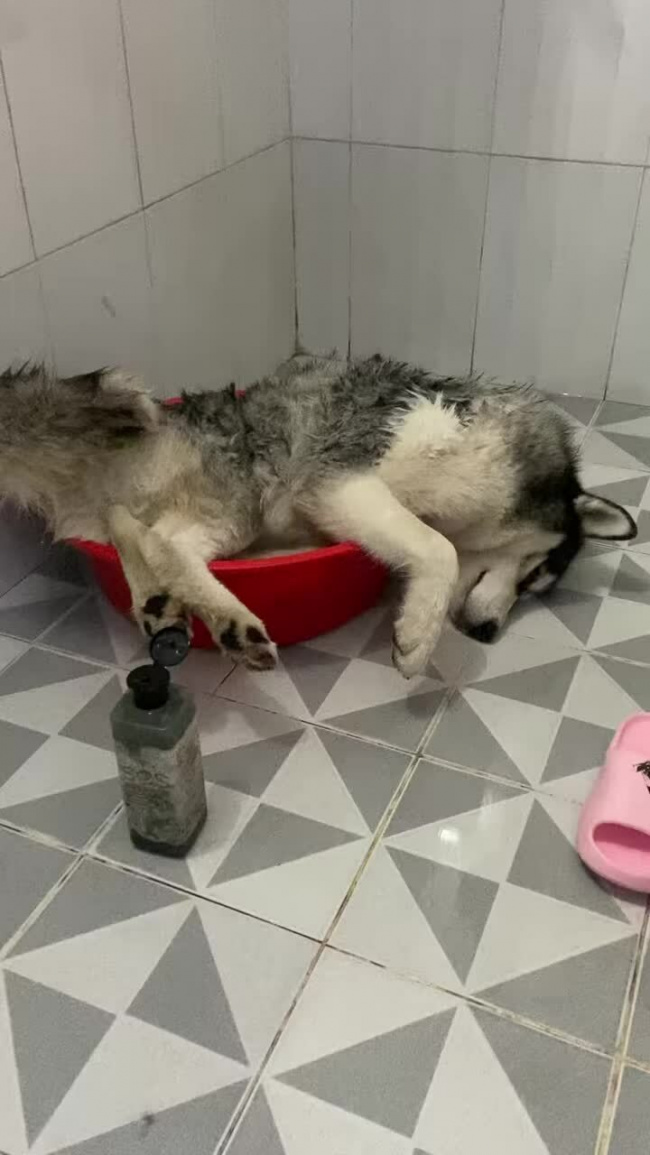 Chó Husky lăn ra ngủ khi đang tắm