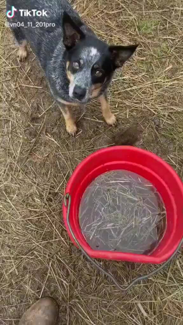 Cún cưng đào mương thoát nước