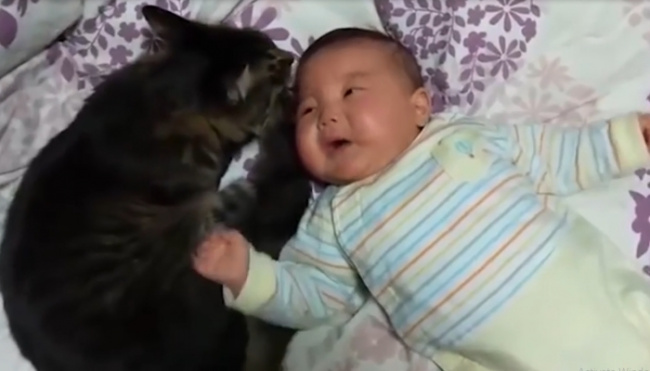 Mèo dỗ em bé nín khóc