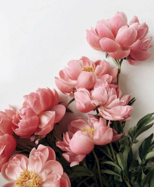 Tuyển tập hình nền hoa mẫu đơn rực rỡ tươi đẹp nhất  TRẦN HƯNG ĐẠO