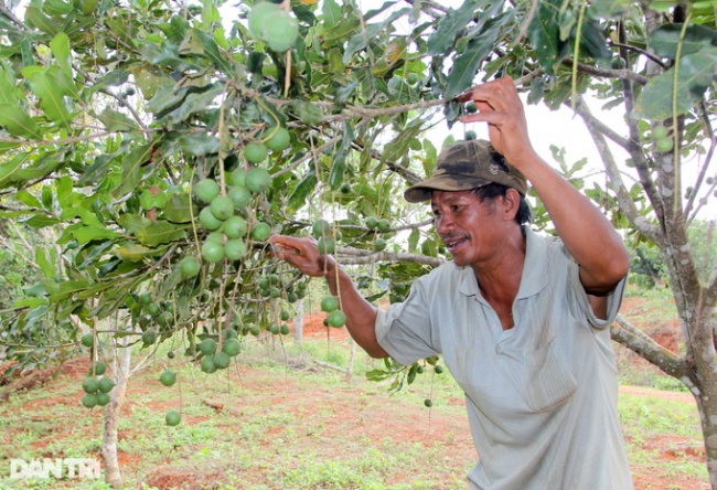 đắk nông, livelihoods, macadamia, out of poverty, border people have “food and property” thanks to planting million-dollar trees