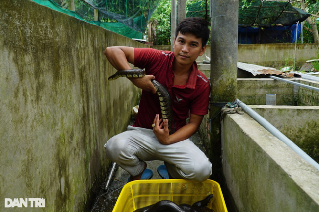 adult, billion dollar property, elephant snake, tien giang, in the swarming million-dollar estate of the western brother, everyone is afraid to see