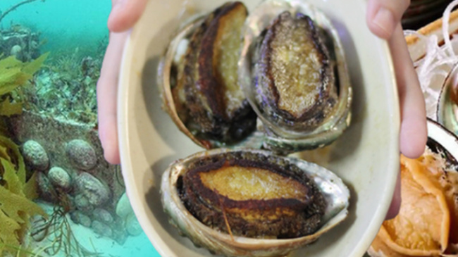abalone, rare, seafood, specialty, nutritious seafood in vietnam is sold for nearly 45 usd/kg
