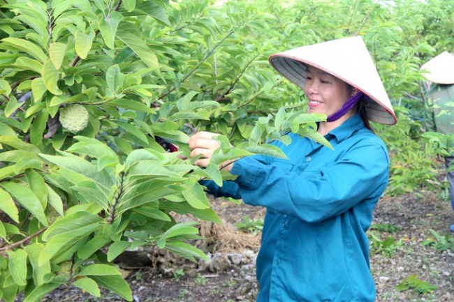 custard apple, nho quan, ninh binh grow, planting a plant that neutralizes the soil “dogs eat rocks, chickens eat gravel”, the results are like… winning the lottery