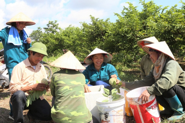 custard apple, nho quan, ninh binh grow, planting a plant that neutralizes the soil “dogs eat rocks, chickens eat gravel”, the results are like… winning the lottery