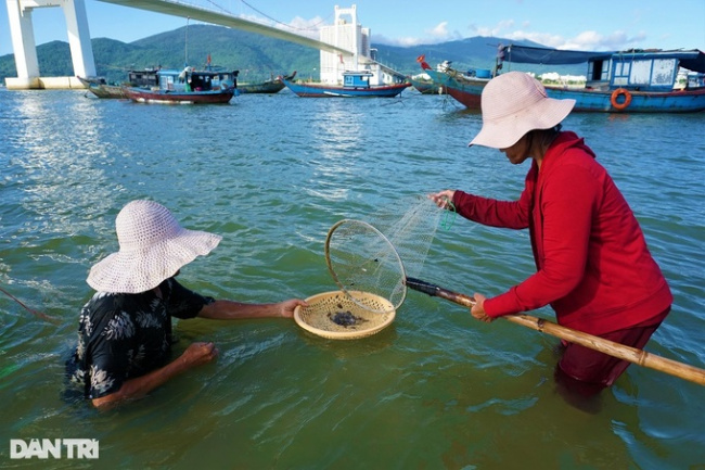 danang, fisherman, han river, specialty advanced king, soak in the han river, and stir the sand to catch the specialty “advance king”