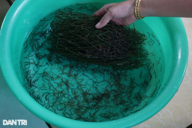 baby care, eel farming, vinh long, taking care of eels like a baby, the western farmer pocketed hundreds of dollars every day