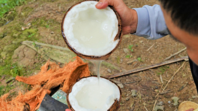 Growing “salty-loving” coconuts will produce wax, becoming a millionaire after a few years