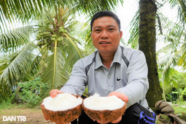 coconut wax, embryo implantation, income, tra vinh, growing “salty-loving” coconuts will produce wax, becoming a millionaire after a few years