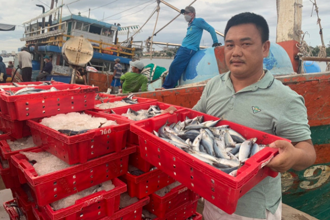 fish, fishermen, fishing boat, quang binh, the sea trip is only once every 10 years, and fishermen “save” 2.5 billion vnd