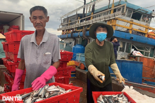 fish, fishermen, fishing boat, quang binh, the sea trip is only once every 10 years, and fishermen “save” 2.5 billion vnd