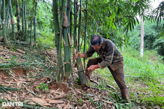 bamboo, dak nong, propagation of bamboo shoots, small bamboo, planting a “hundred-burnt” tree, the highland farmer earns thousands of dollars every month