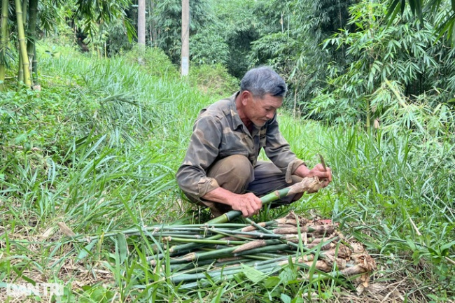 bamboo, dak nong, propagation of bamboo shoots, small bamboo, planting a “hundred-burnt” tree, the highland farmer earns thousands of dollars every month