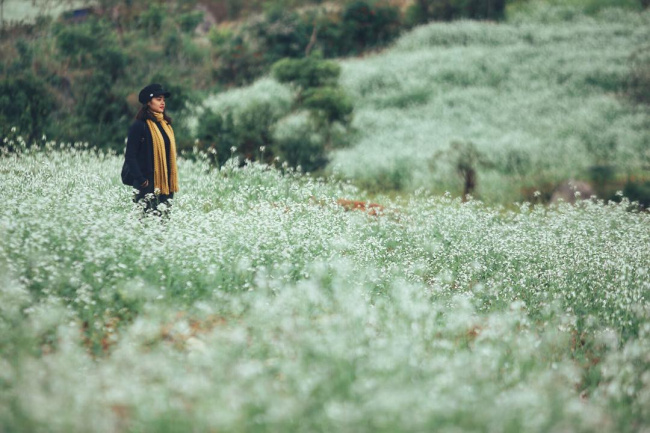 busy people, moc chau plateau, office people, travel, 2 days 1-night schedule to see canola flowers and explore moc chau green steppe for busy people